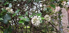 Viburnum carlesii