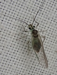 Stenopsocus immaculatus