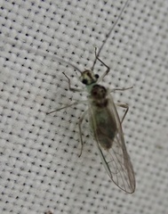 Stenopsocus immaculatus