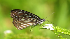 Ideopsis vulgaris macrina