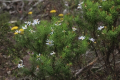 Olearia adenophora