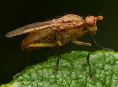 Tetanocera elata