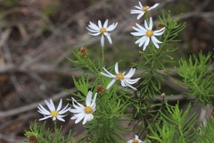 Olearia adenophora