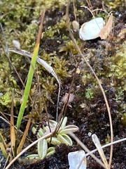 Pinguicula lusitanica