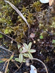 Pinguicula lusitanica