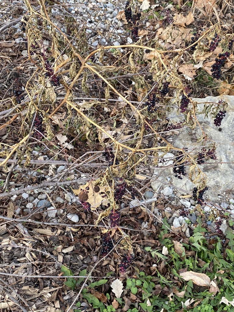 American pokeweed from Stephens Lake Park, Columbia, MO, US on November