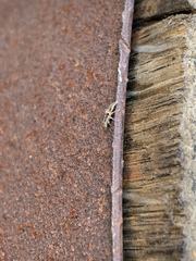 Chrysopidae