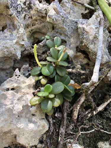 Peperomia parvulifolia