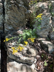 Solidago arguta harrisii