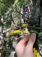 Solidago arguta harrisii