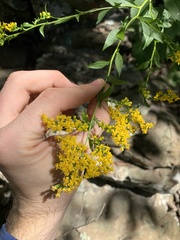 Solidago arguta harrisii