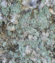 Leprocaulaceae