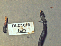 Xylaria schweinitzii