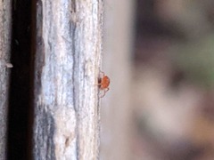 Tetranychus cinnabarinus