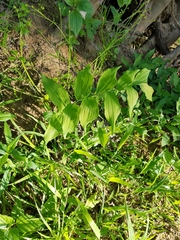 Polygonatum biflorum commutatum
