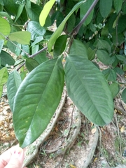 Gnetum gnemon