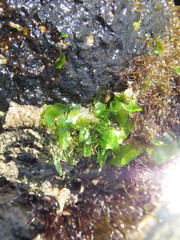 Ulva californica
