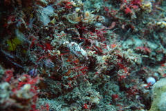 Idiotropiscis lumnitzeri