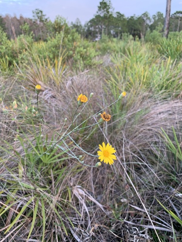 Pityopsis graminifolia image