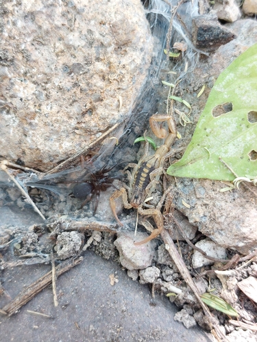 Centruroides rommeli