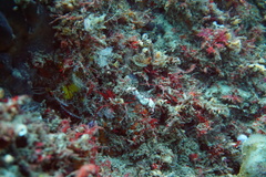 Idiotropiscis lumnitzeri