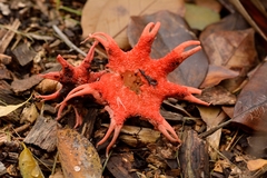 Aseroe rubra