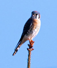 Falco sparverius