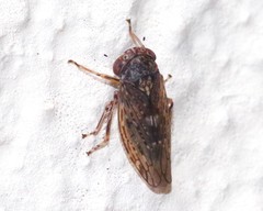 Acericerus vittifrons