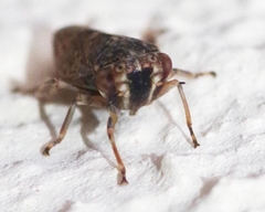 Acericerus vittifrons