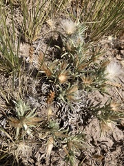 Berroa gnaphalioides