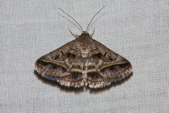 Acantholipes trajecta