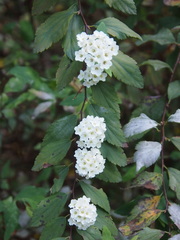 Spiraea cantoniensis
