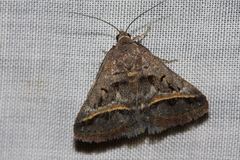 Acantholipes trajecta