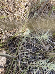 Berroa gnaphalioides