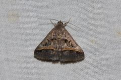 Acantholipes trajecta