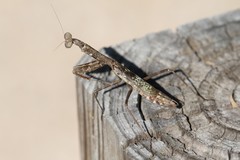 Stagmomantis resacae