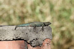 Sceloporus cyanogenys