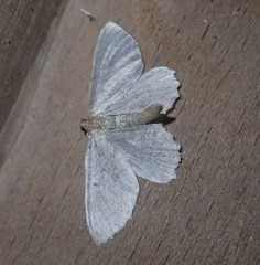 Philereme vetulata