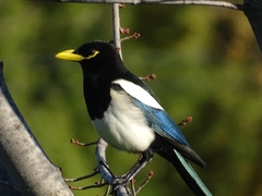 Pica nuttalli