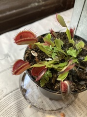 Dionaea