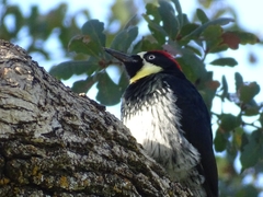 Melanerpes formicivorus