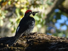 Melanerpes formicivorus