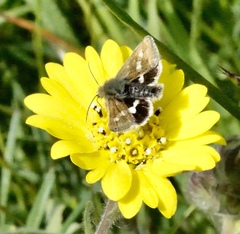 Heliothodes diminutiva