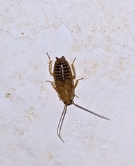 Phyllodromica