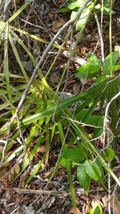 Coccothrinax proctorii