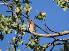 Sialia mexicana