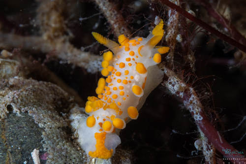 Orange-clubbed Sea Slug