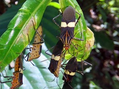 Hypselonotus subterpunctatus