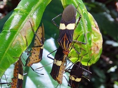 Hypselonotus subterpunctatus