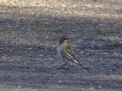 Setophaga coronata